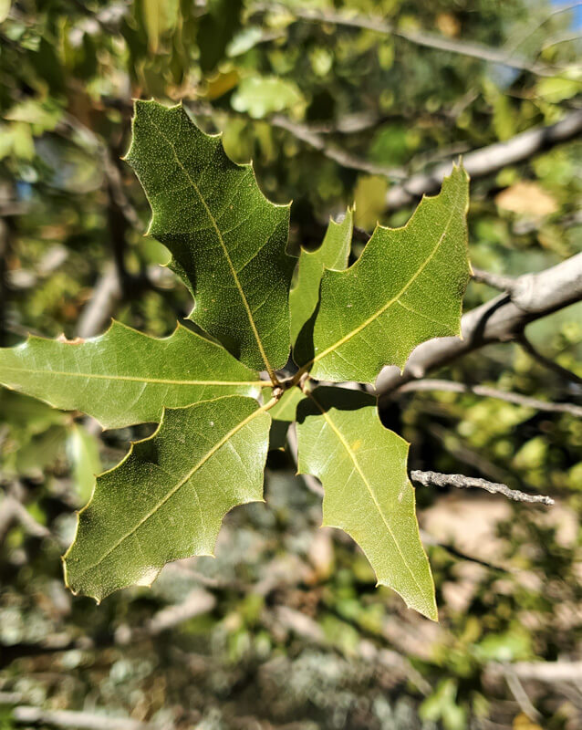 Quercus canbyi