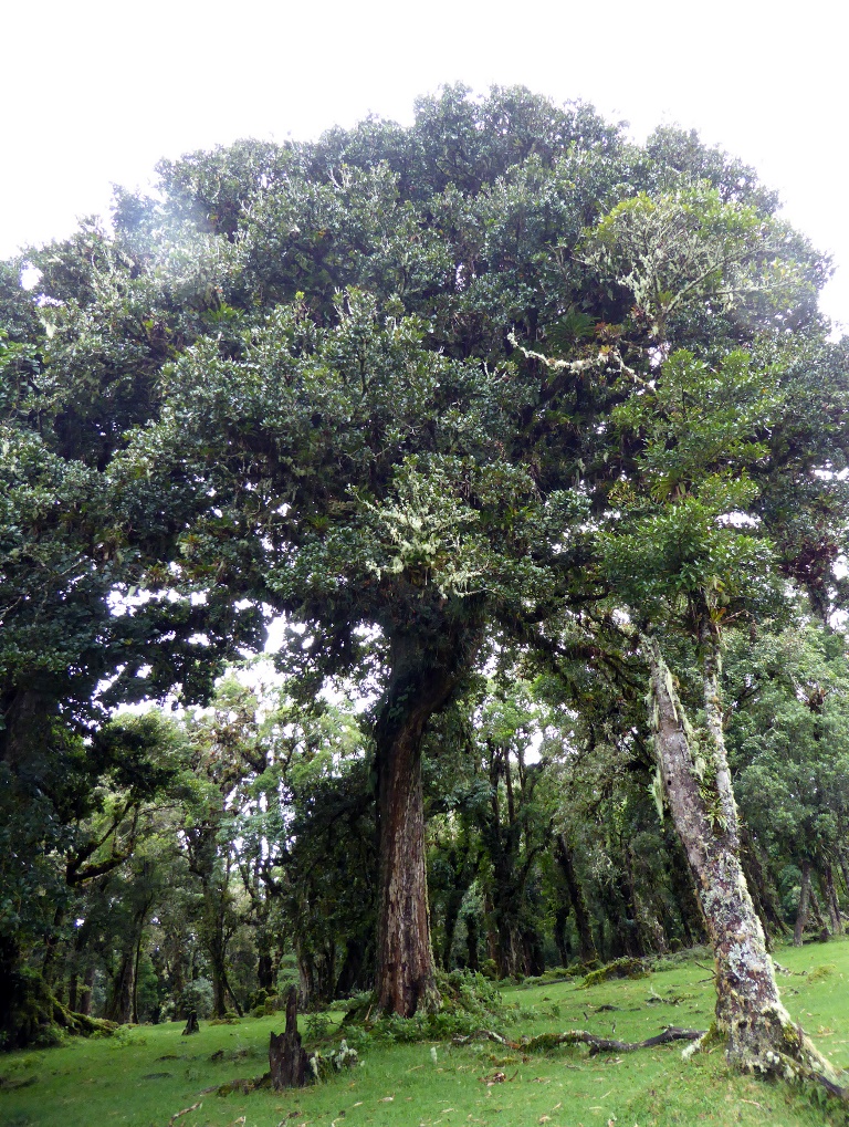 Quercus sp. in Sector Barva of Braulio Carrillo National Park