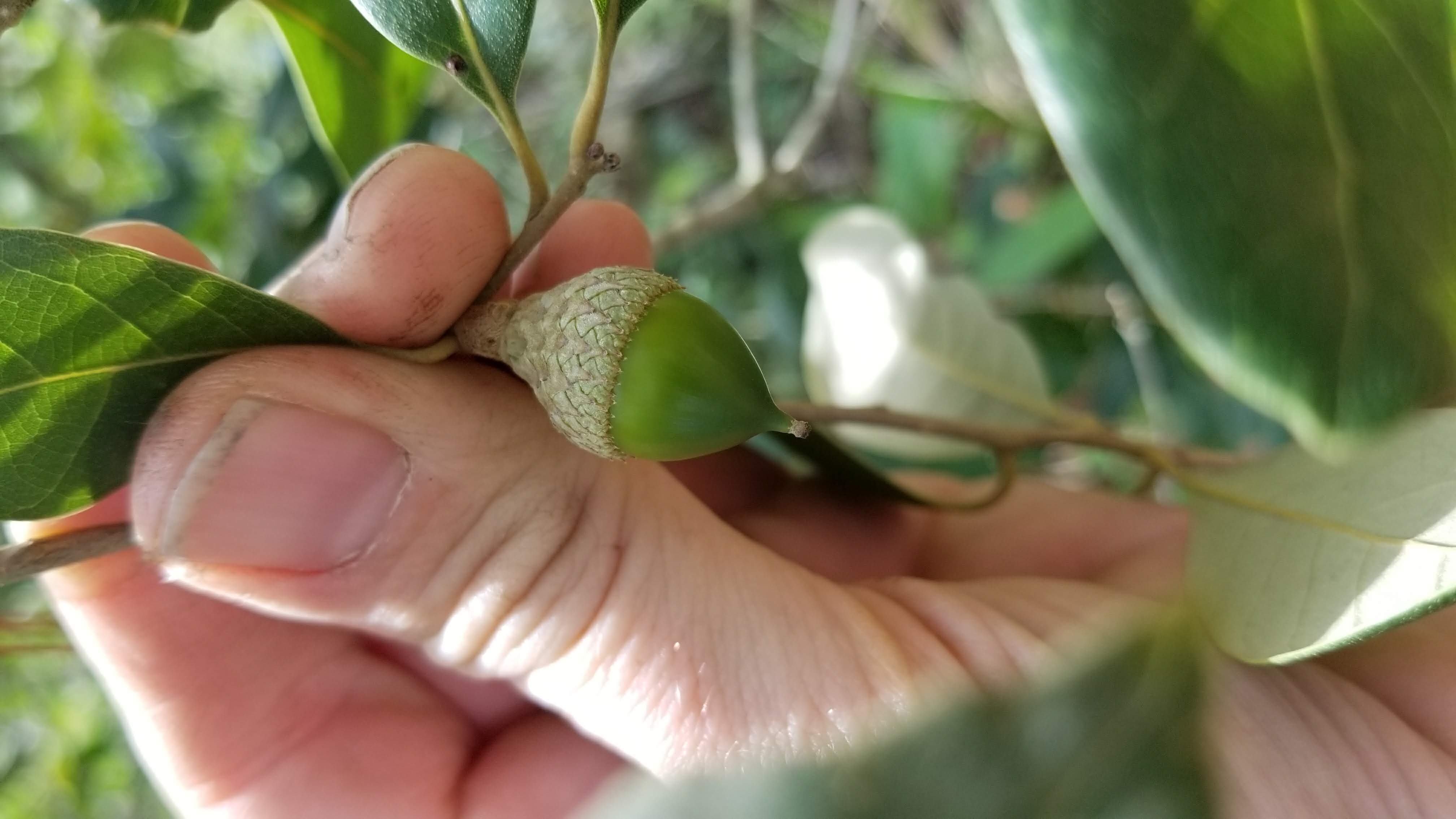 Quercus oleoides acorn