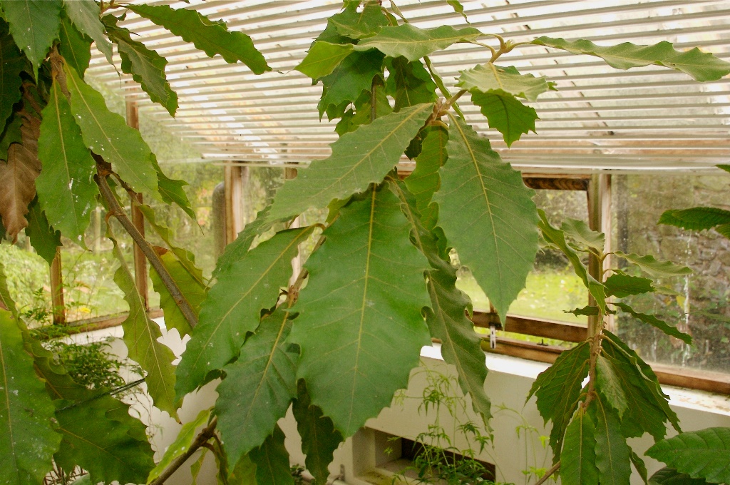 Q. uxoris in greenhouse