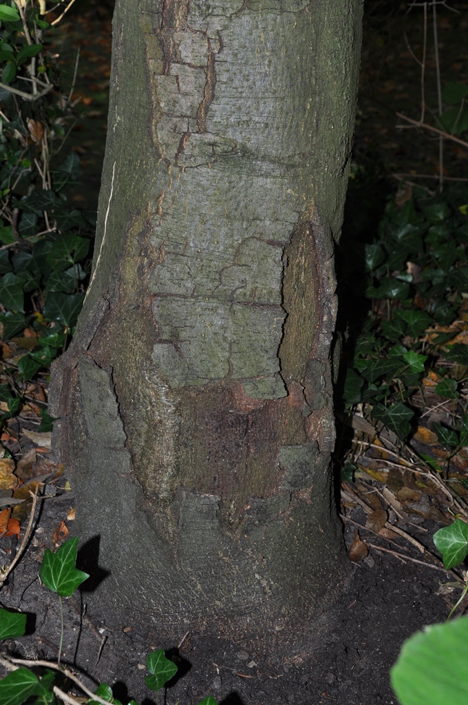Quercus agrifolia 2017