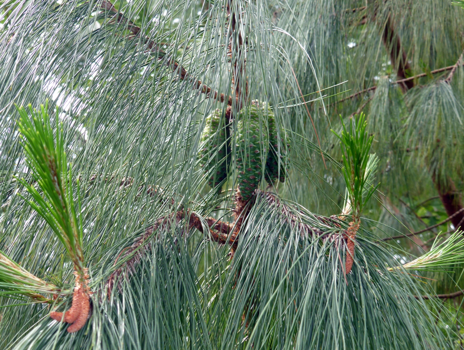 Gimnospermas Pinus tecunumanii