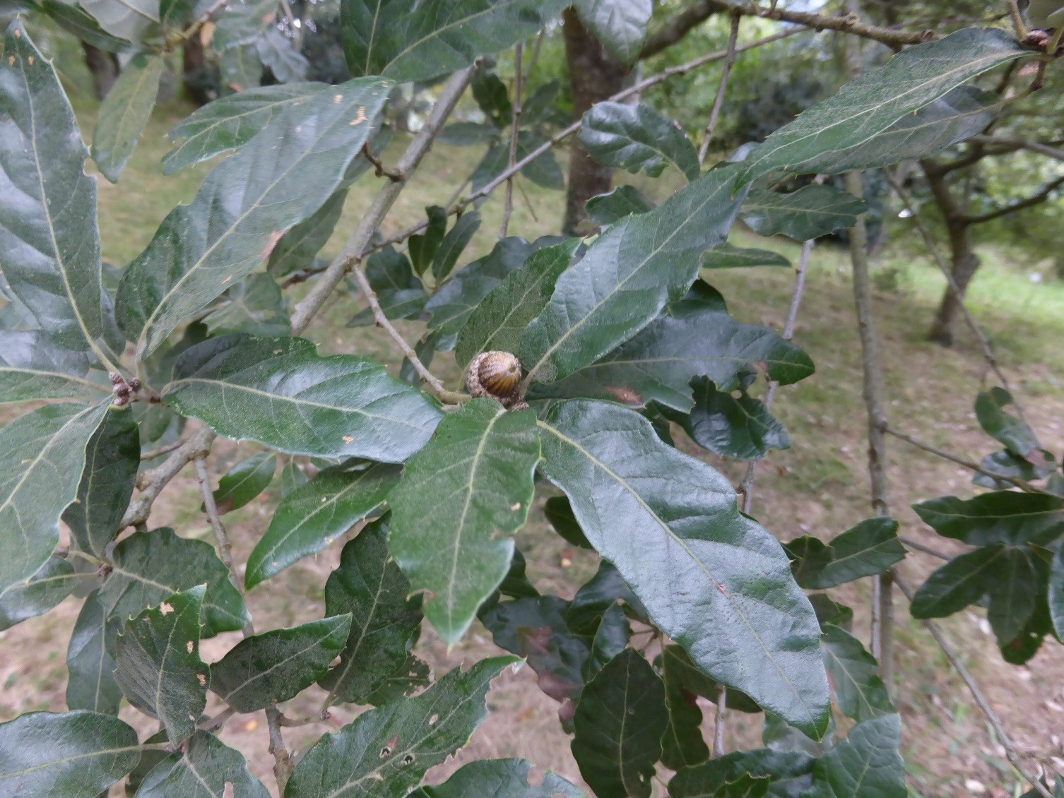 Q. durifolia