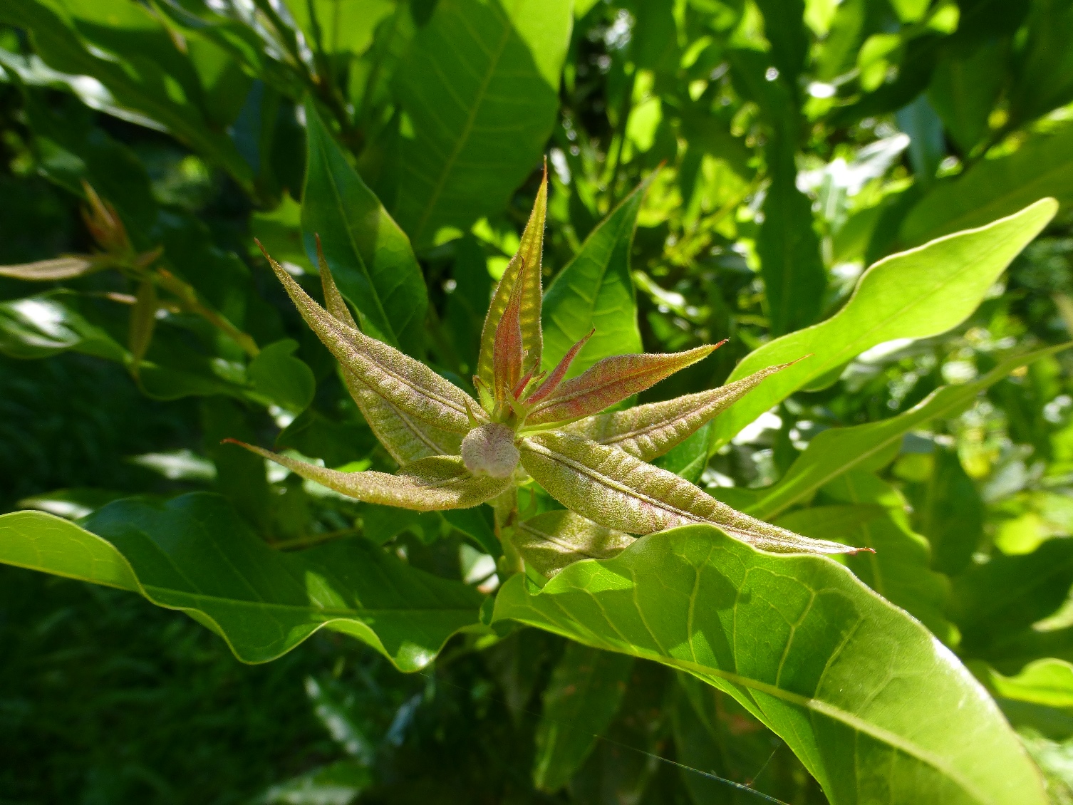 Q. euginiifolia