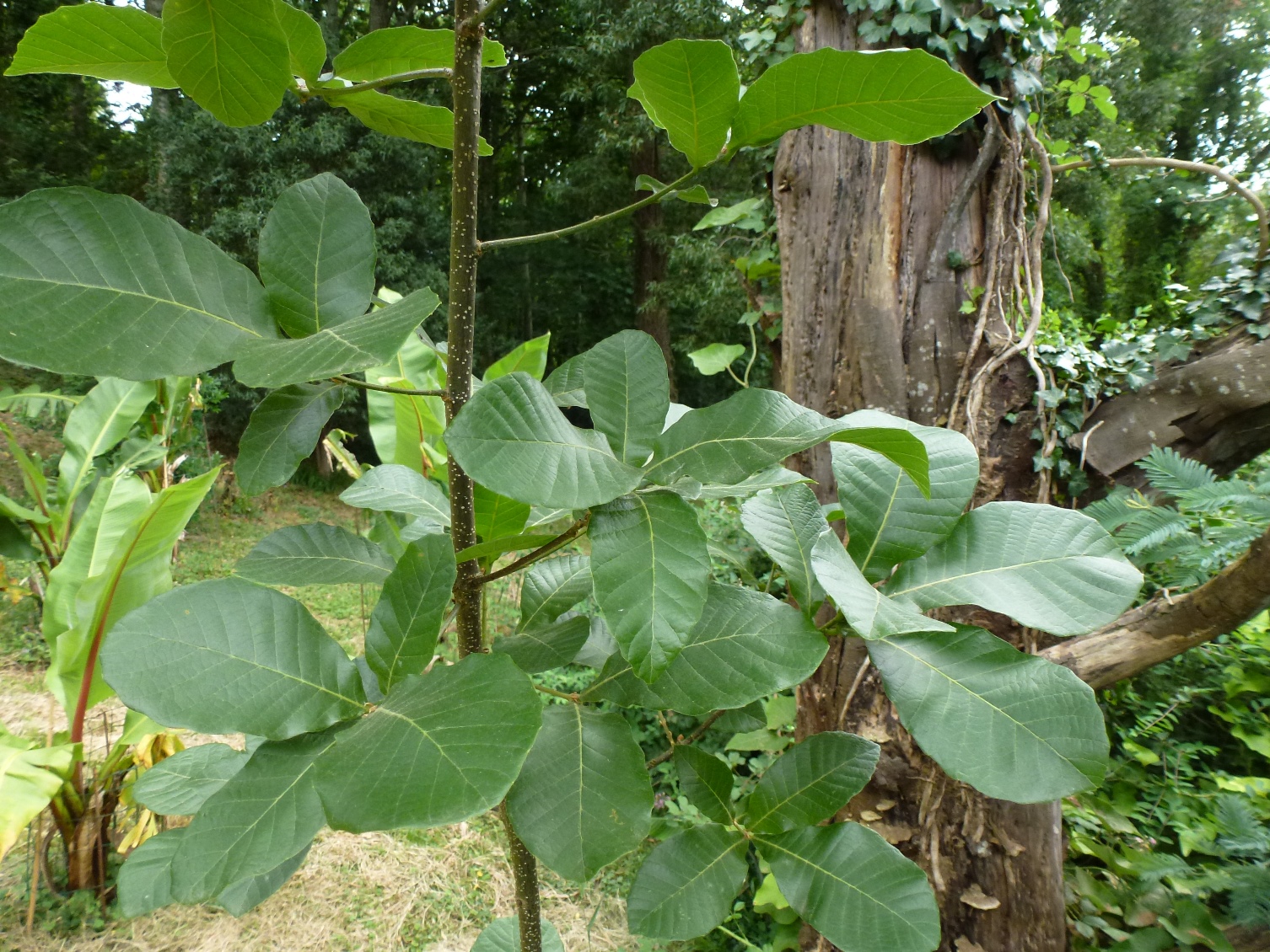 Q. magnoliifolia