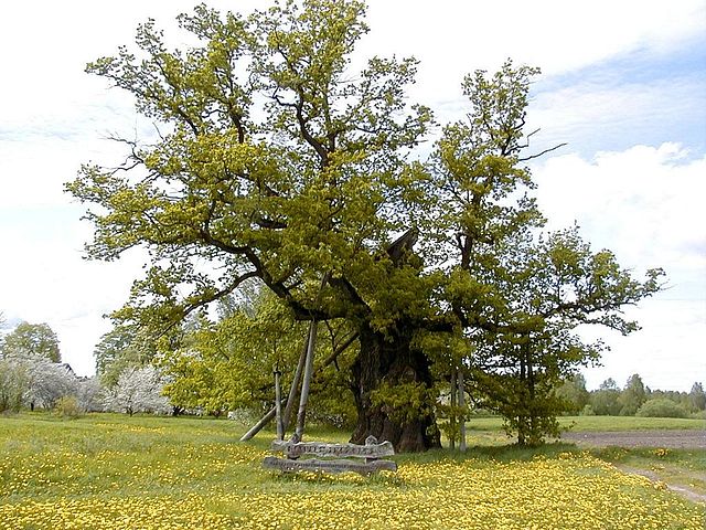 Kaive oak