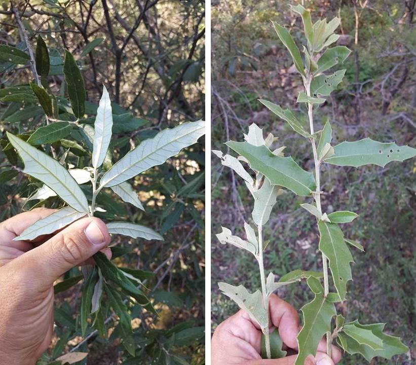 Quercus hypoleucoides leaves showing toothed margin (left) and a putative hybrid of Q. hypoleucoides and Q. emoryi (right), both observed on the IOS Southern New Mexico Tour in September 2016 © Ryan Russell