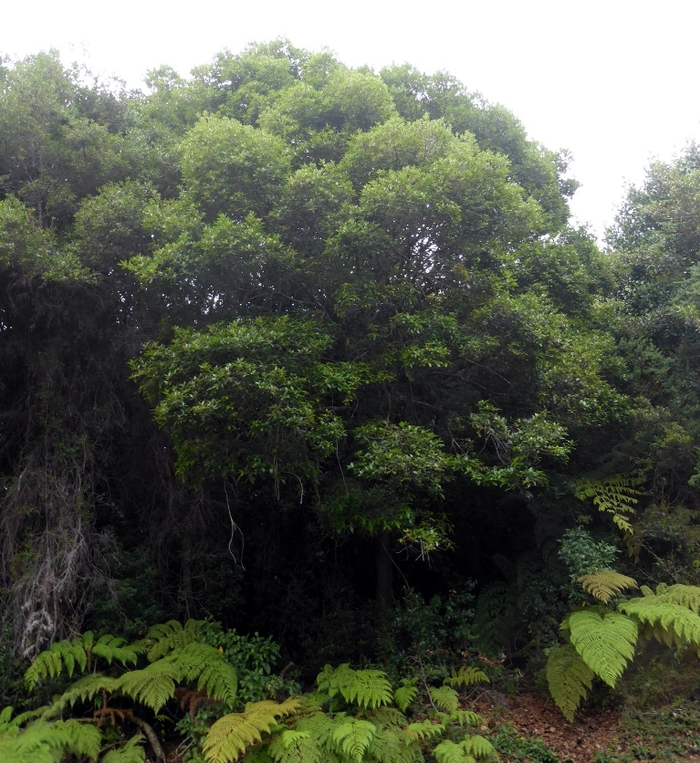 Adult Quercus tonduzii