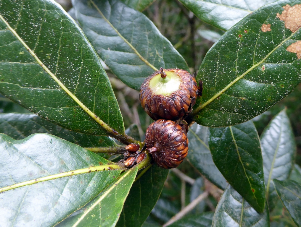 Quercus tonduzii forming acorn