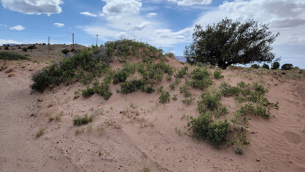 Dune site south of Kayenta AZ
