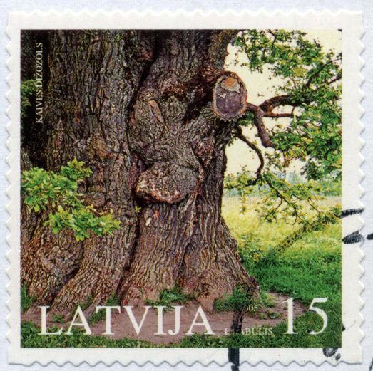 Quercus robur Latvia