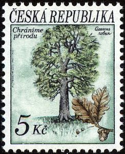 Pedunculate oak Czech Rep