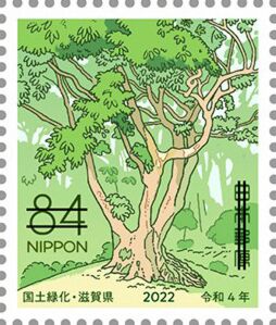 Quercus acuta Japan