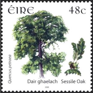 Quercus petraea Ireland