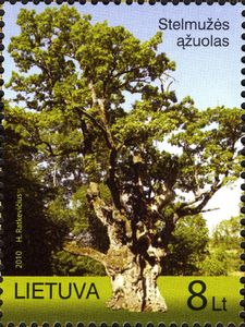 Quercus robur Lithuania