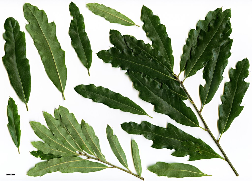 Quercus xschochiana leaf scan