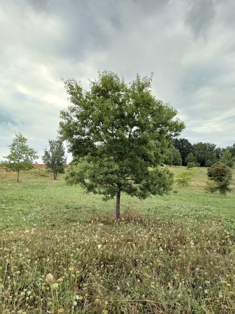 Langtry oak at Pouyouleix