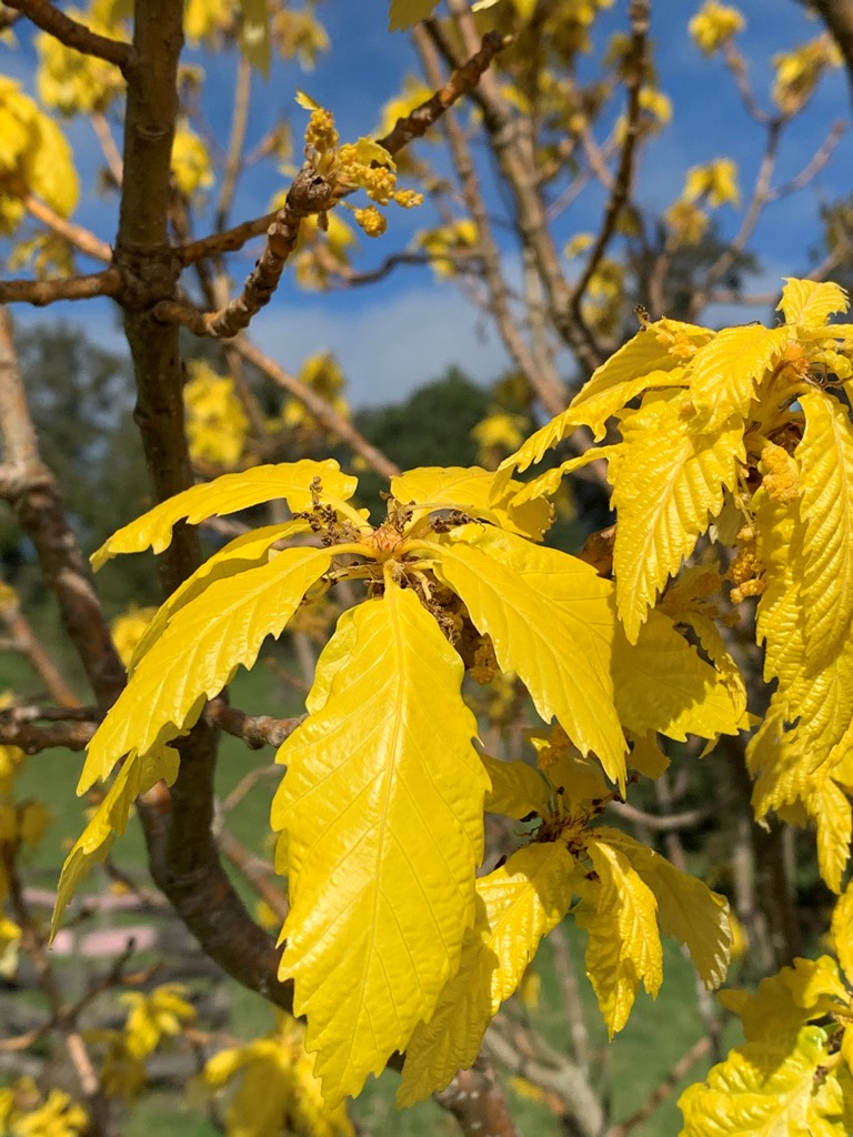 Quercus aliena 'Lutea' features buttery yellow foliage in spring