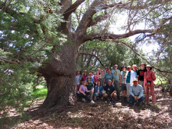 Group under Mangas Mountain Gambel oak