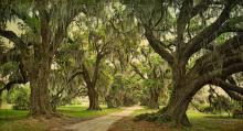 Quarters Oak Alley, Evergreen Plantation, Edgard, Louisiana by Wiliam Guion
