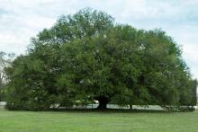 The Compton oak at Colonial Williamsburg