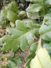 Lobed leaf on Quercus rugosa