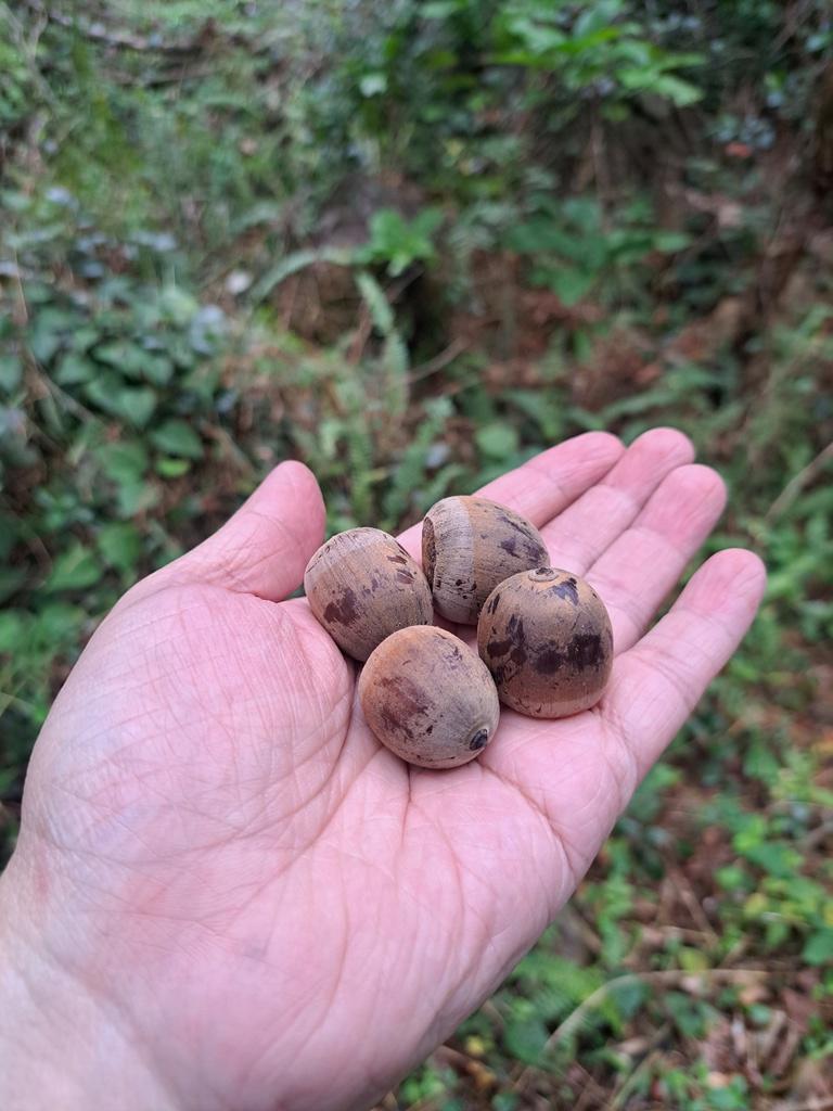 acorns in hand