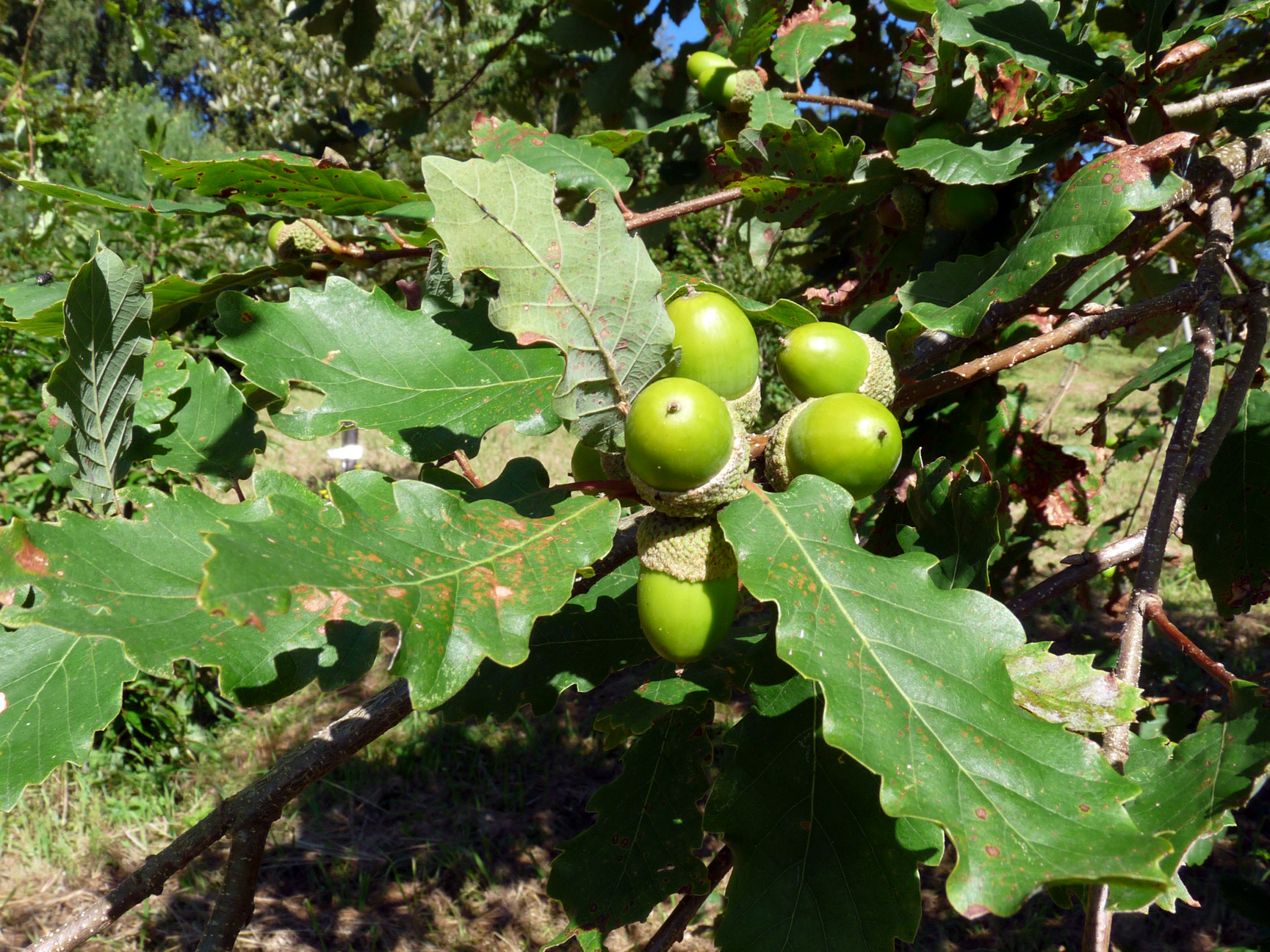 Ripening acorns of Quercus canariensis, Iturraran Botanical Gardens (c) Francisco Garin