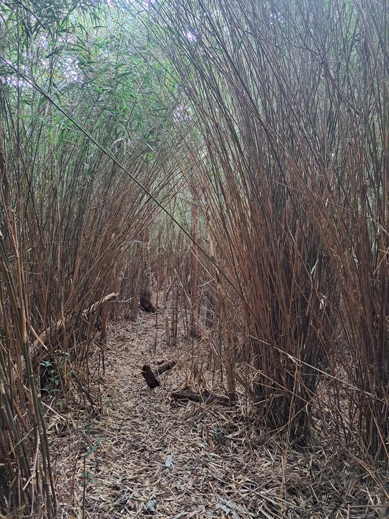 tunnel through plants