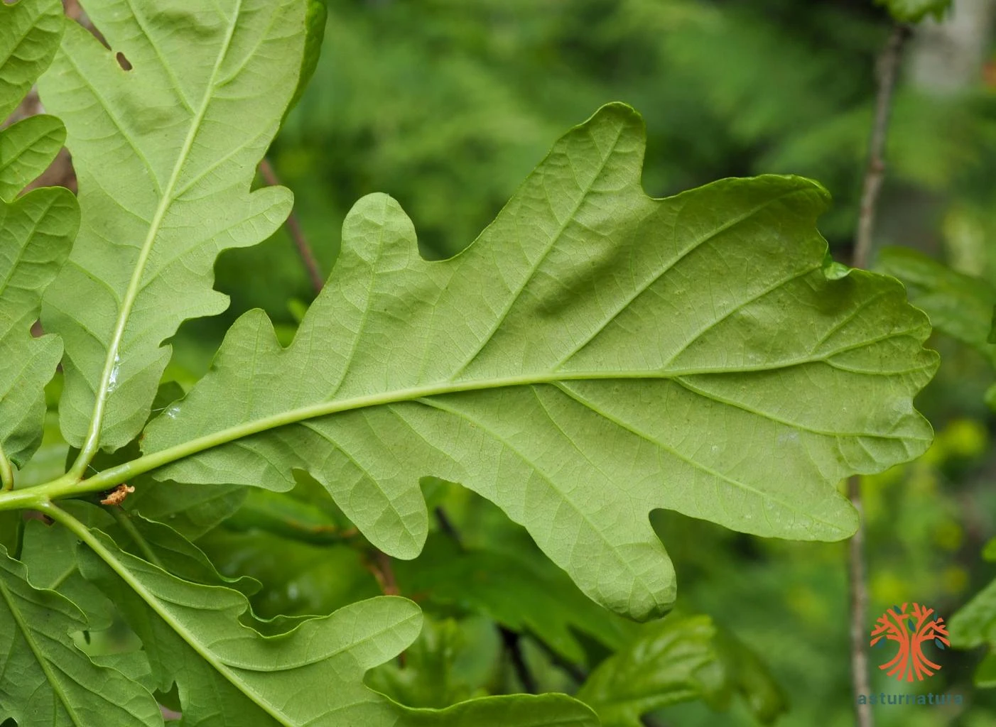 Glabrous leaf undersides