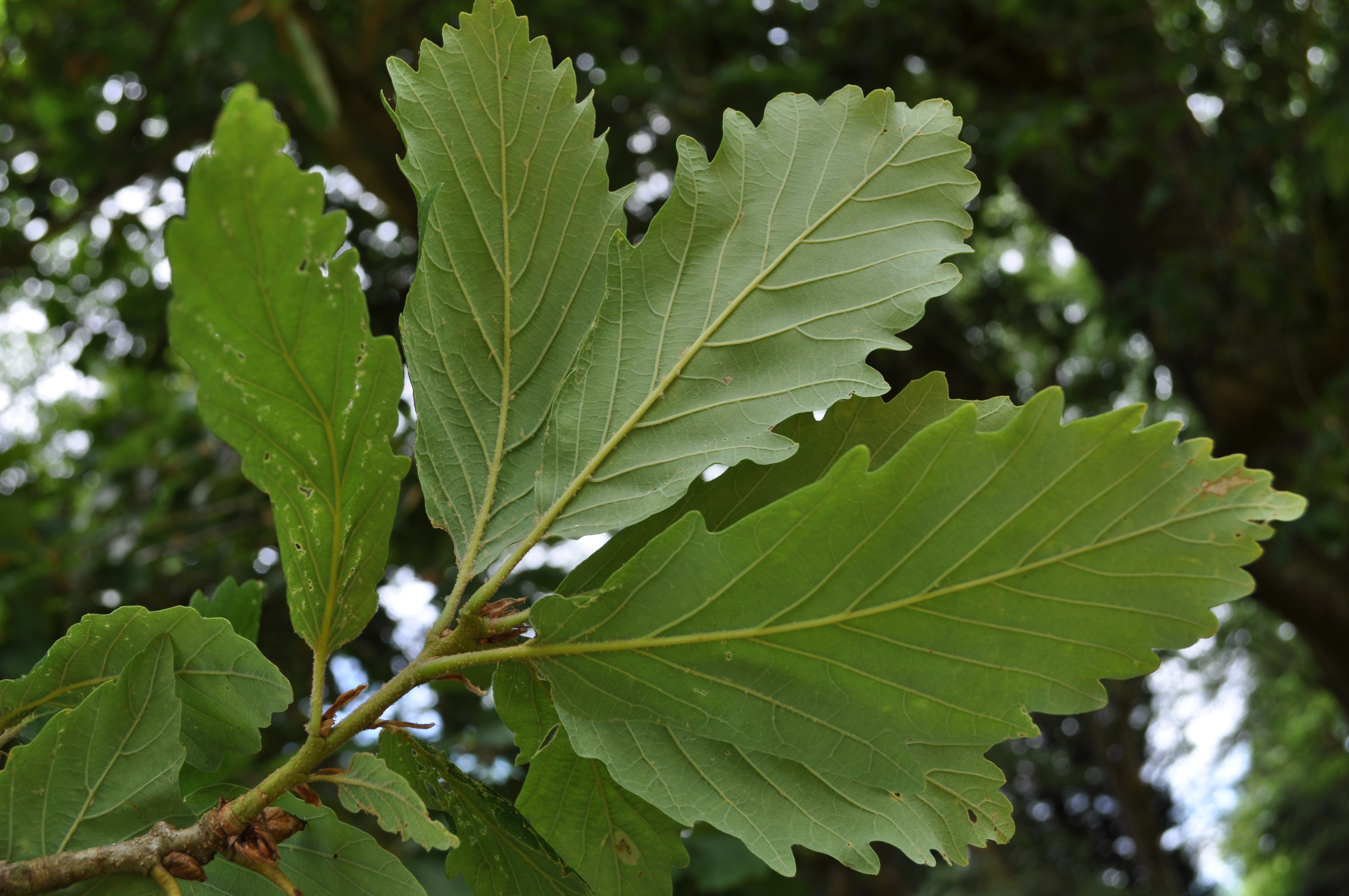 Leaf undersides on Quercus canariensis, Westonbirt Arboretum © Charles Snyers