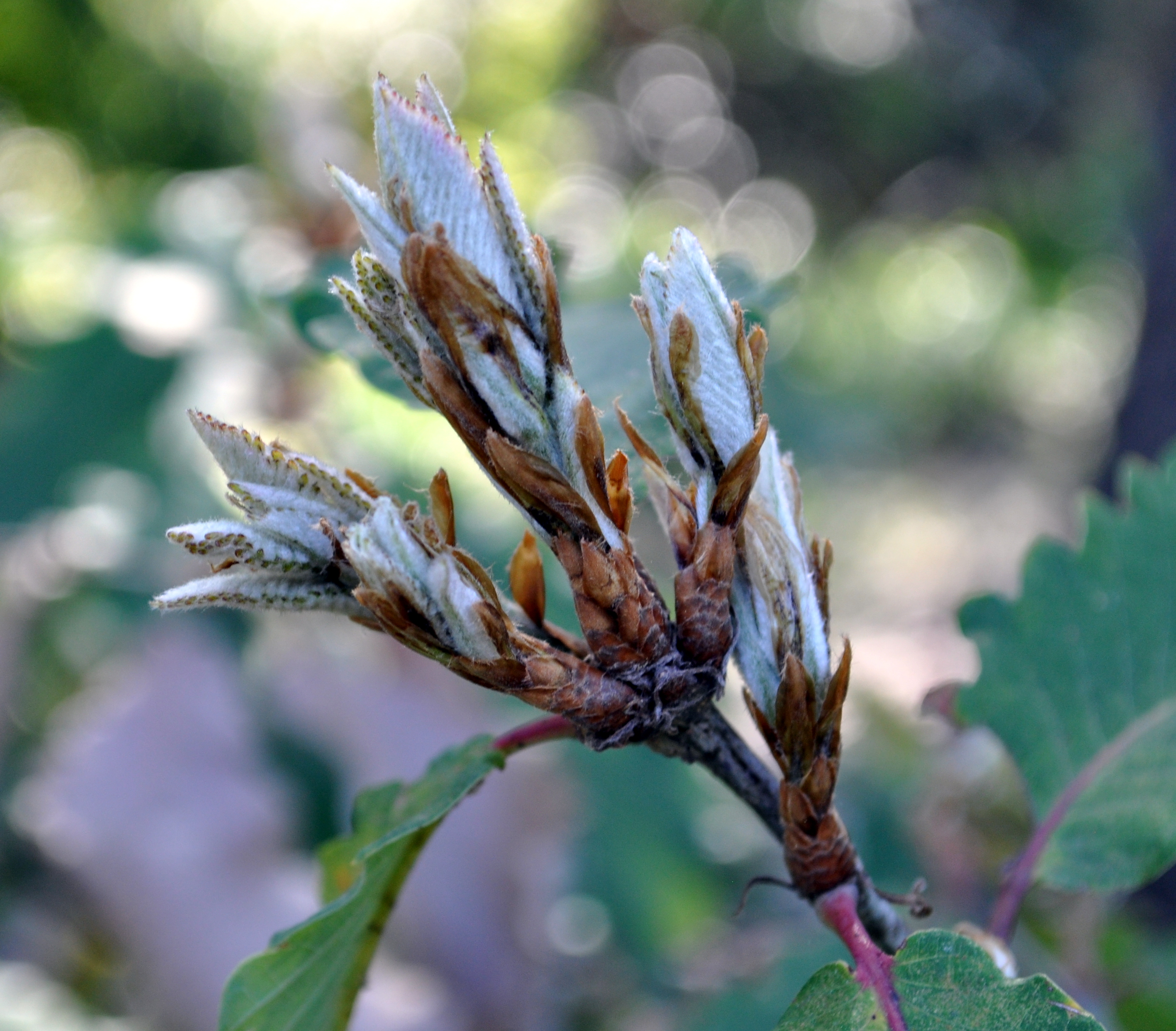 Quercus canariensis, F1035*, pltd avnt 1937, Jardin de la Villa Thuret, Antibes © Charles Snyers