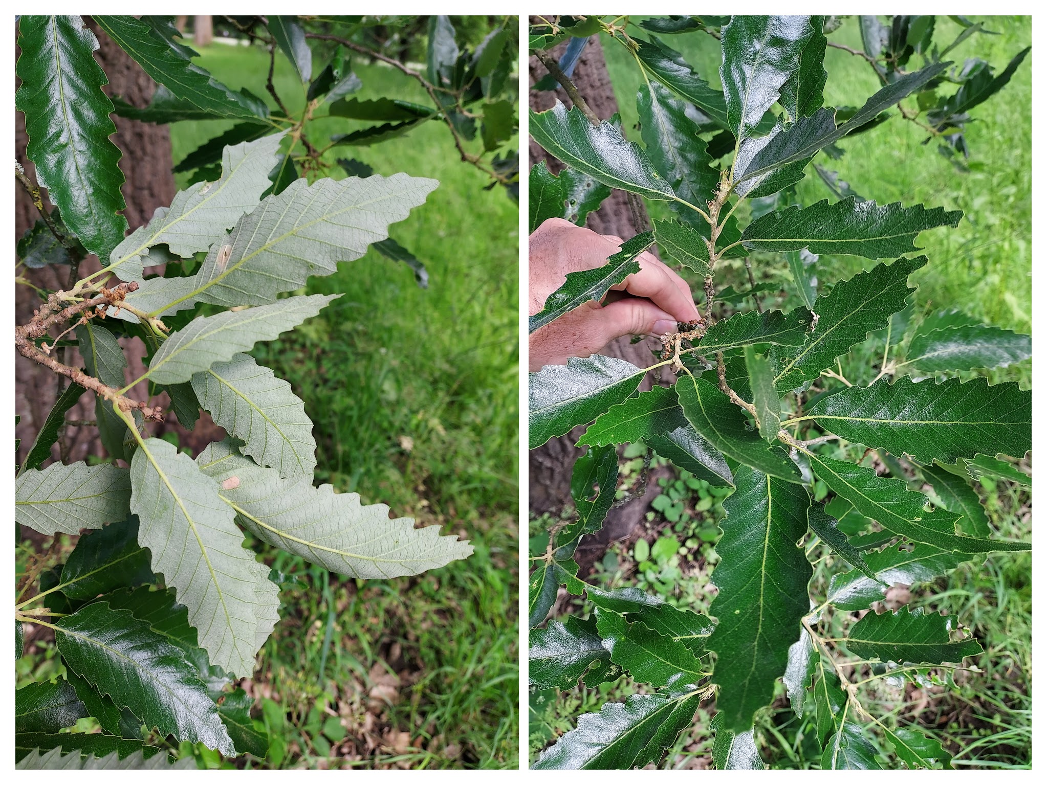 Leaf surfaces, upper and lower