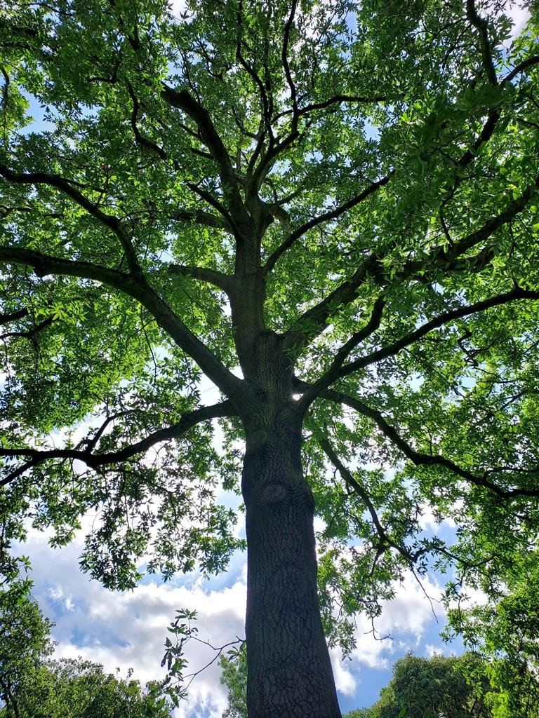 Trunk and branching structure Kew May 2024