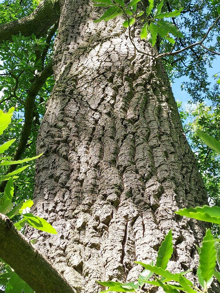 Corky bark of Quercus afares at Kew, May 2024