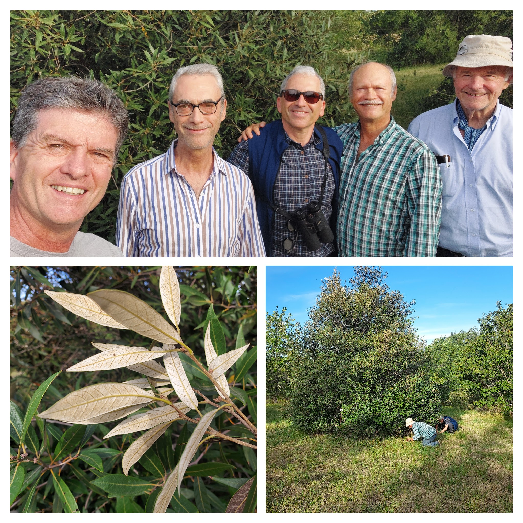 IOS members with Quercus hypoleucoides