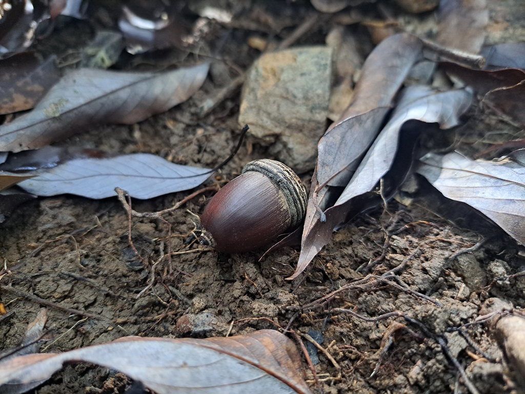 acorn with cupule