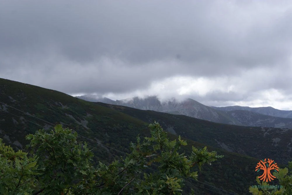 Quercus orocantabrica at 1800 m Cuevas del Sil y Matalavilla