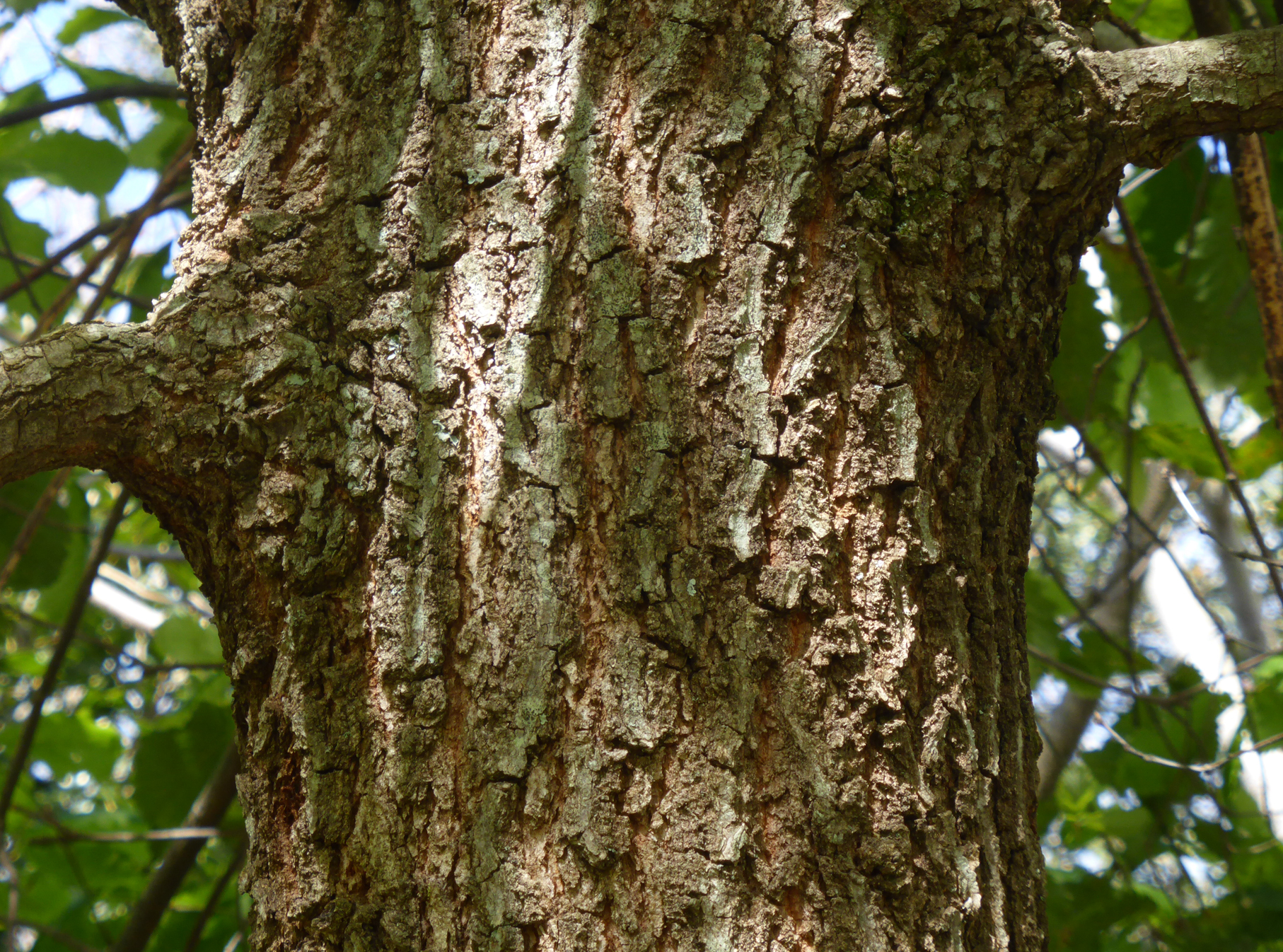 Bark on a young Q. canariensis at Iturraran Botanical Garden, Spain (c) Francisco Garin
