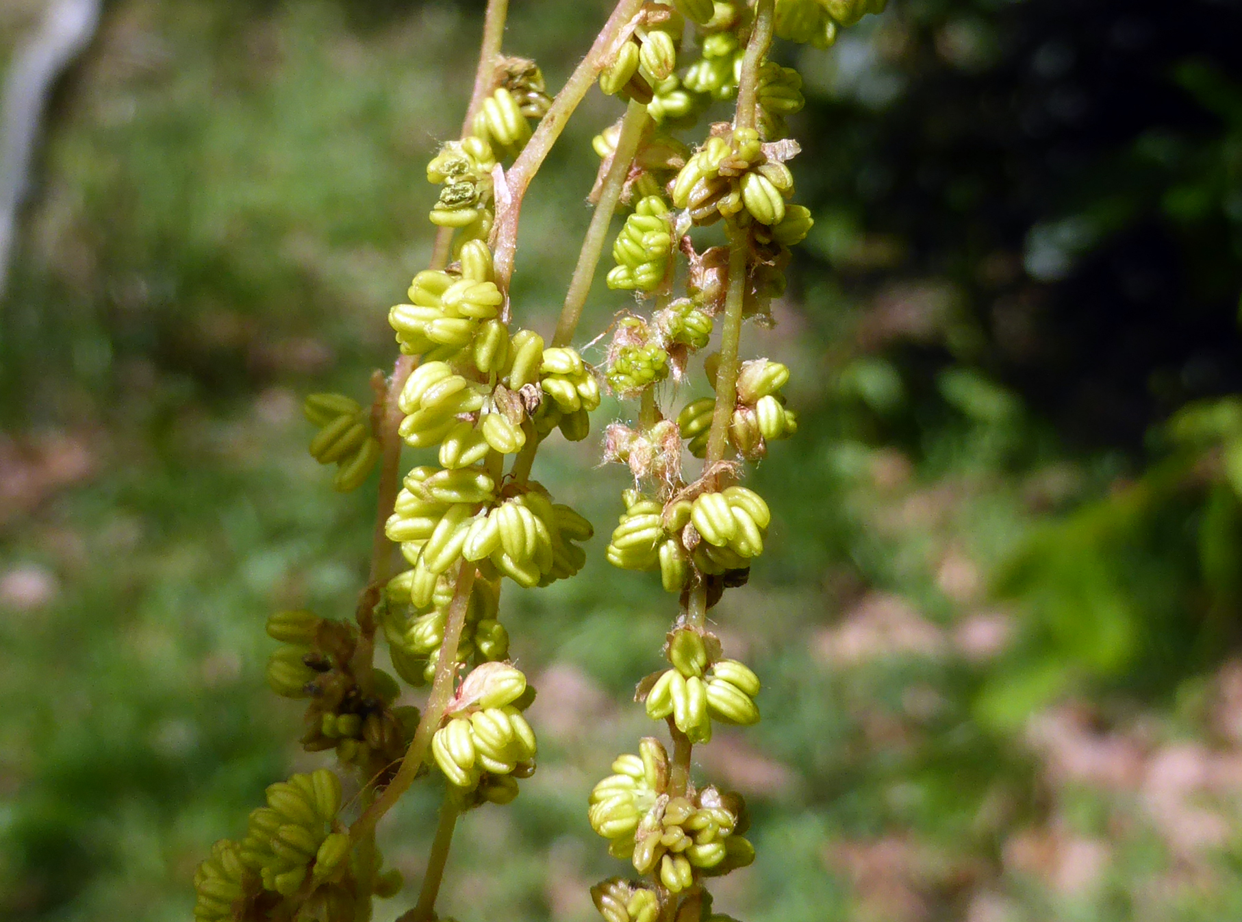 Male catkins of Quercus canariensis, Iturraran Botanical Garden © Francisco Garin