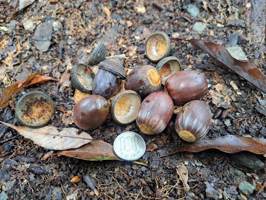 Acorns, cupules, and a coin for scale