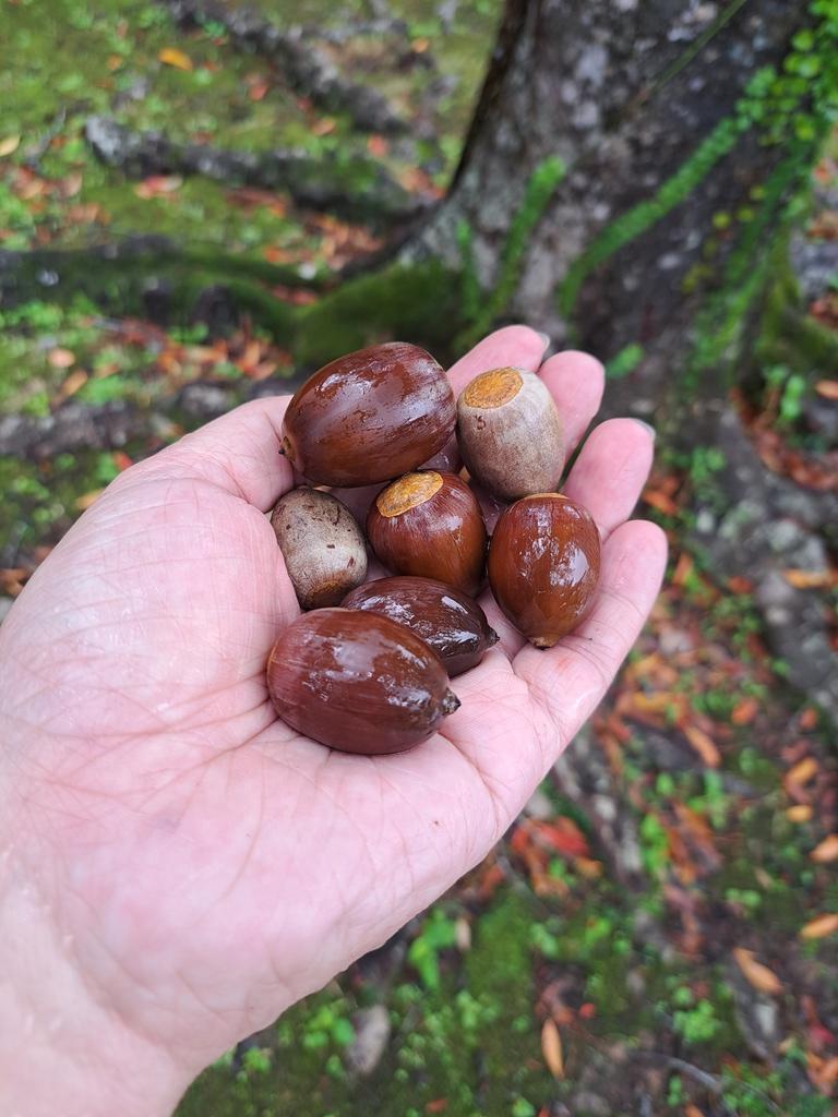 Shiny acorns in palm of hand