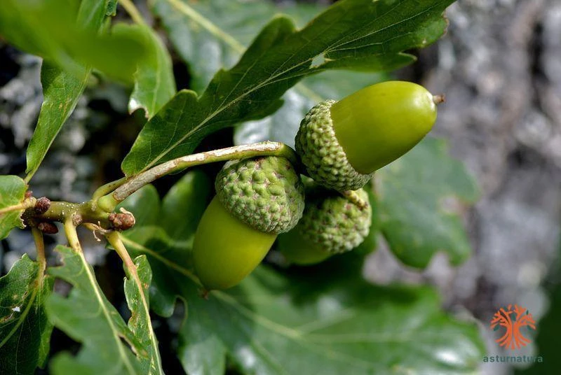 Quercus orocantabrica acorns
