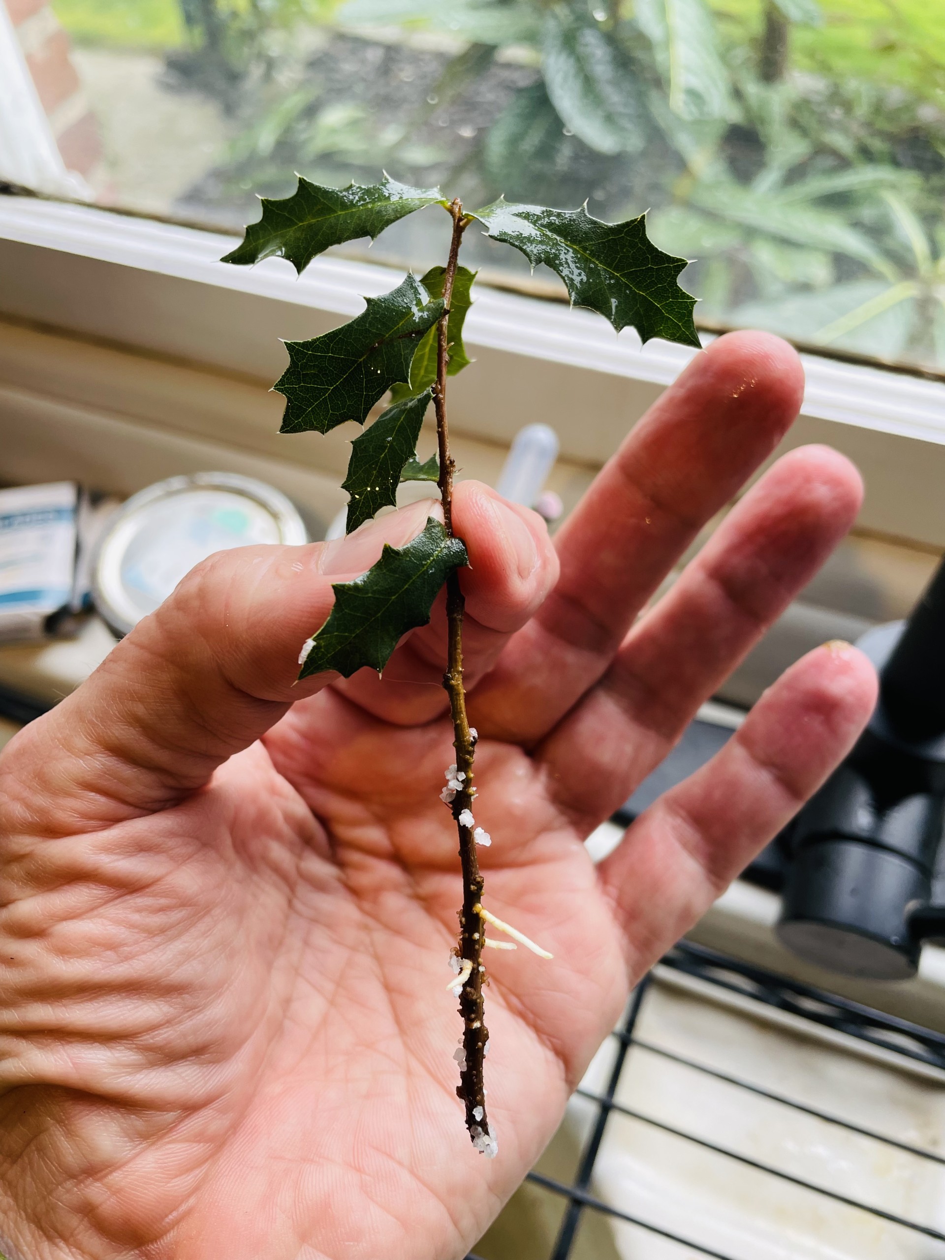 A cutting of Q. brandegeei 