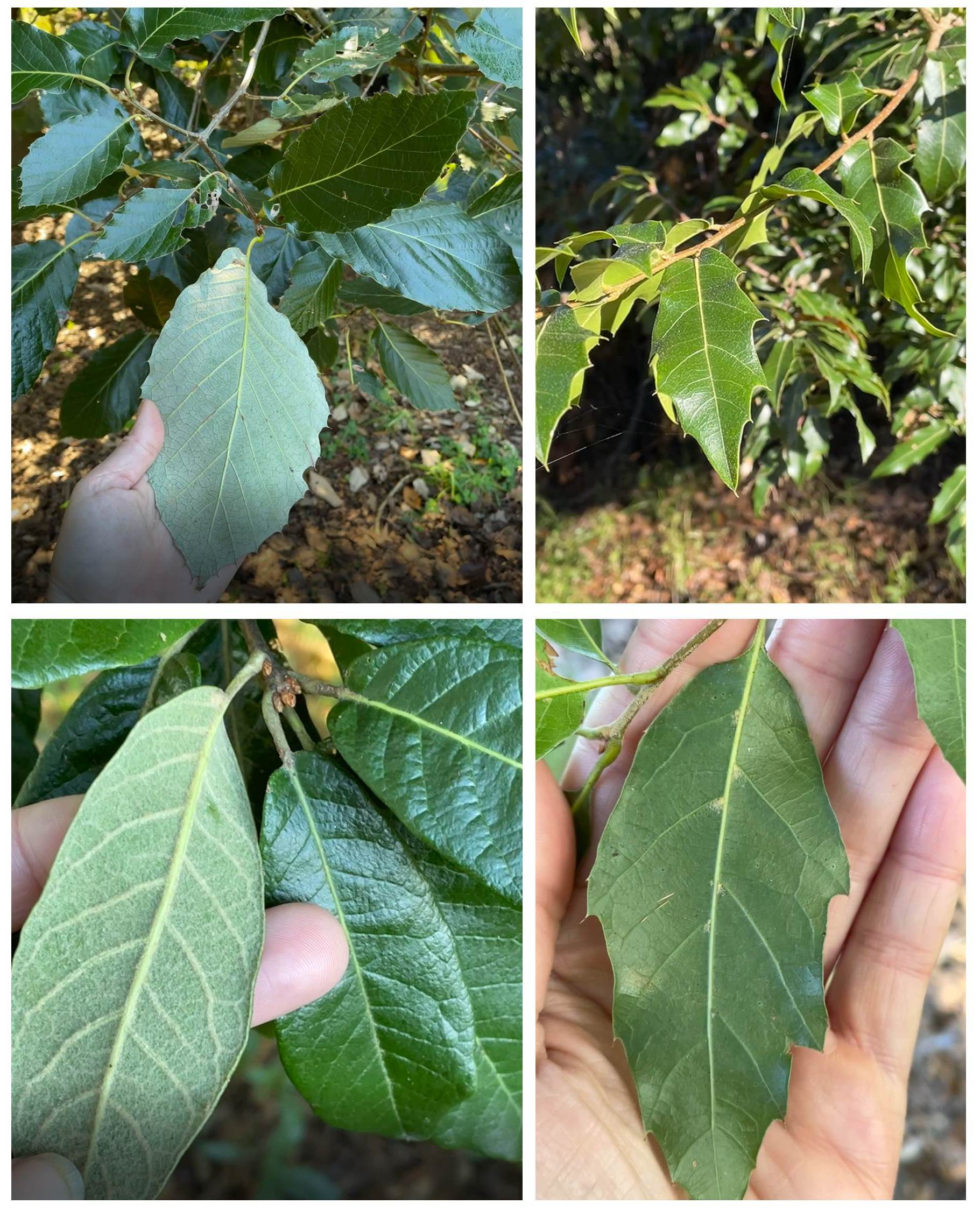 Four oaks at Guthrie-Smith Arboretum: Quercus felipensis (a syn. of Q. crassifolia), Q. calophylla, Q. acutifolia, Q. laurina