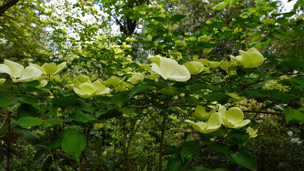 Cornus × elwinortonii 'KN30–8' Venus 