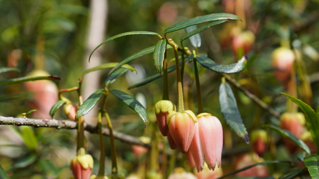Crinodendron hookerianum 'Ada Hoffmann'_16052026_White House Farm Arboretum.JPG