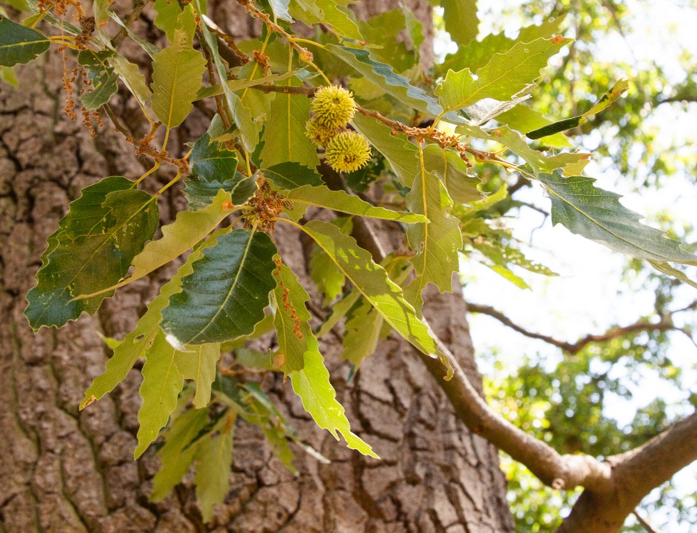 Young acorns and twig