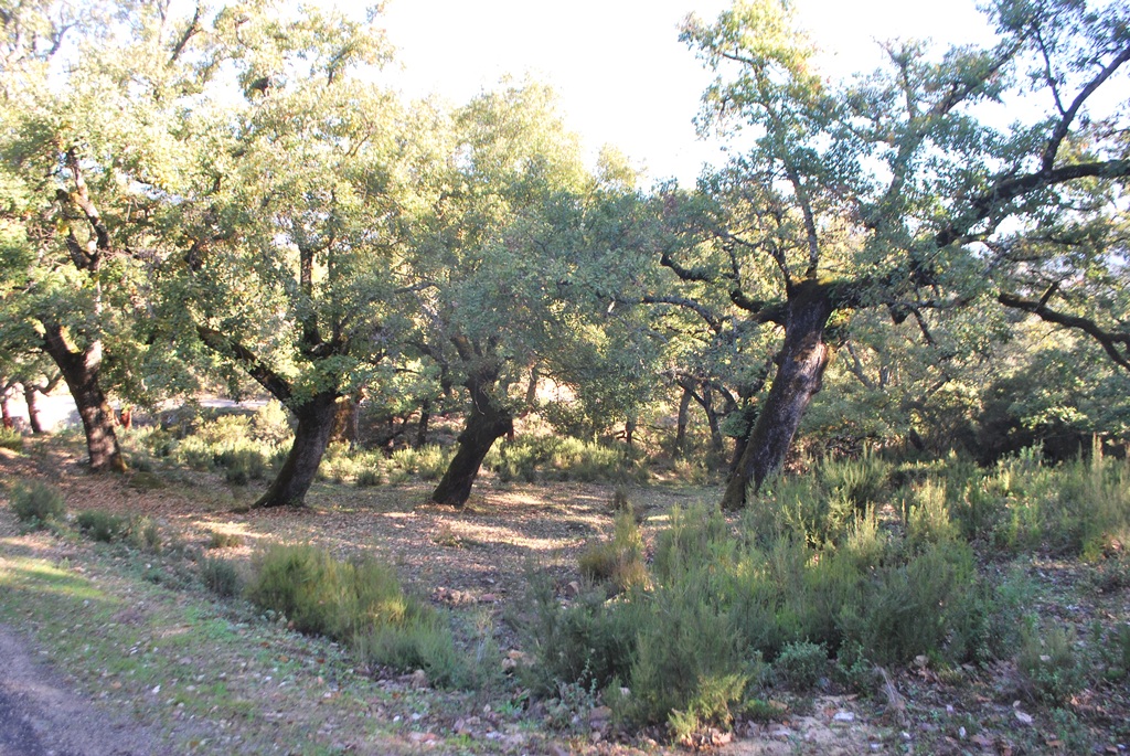 Quercus canarienis, Parque Natural Los Acornocales, Cadiz, Spain © Francisco Garin