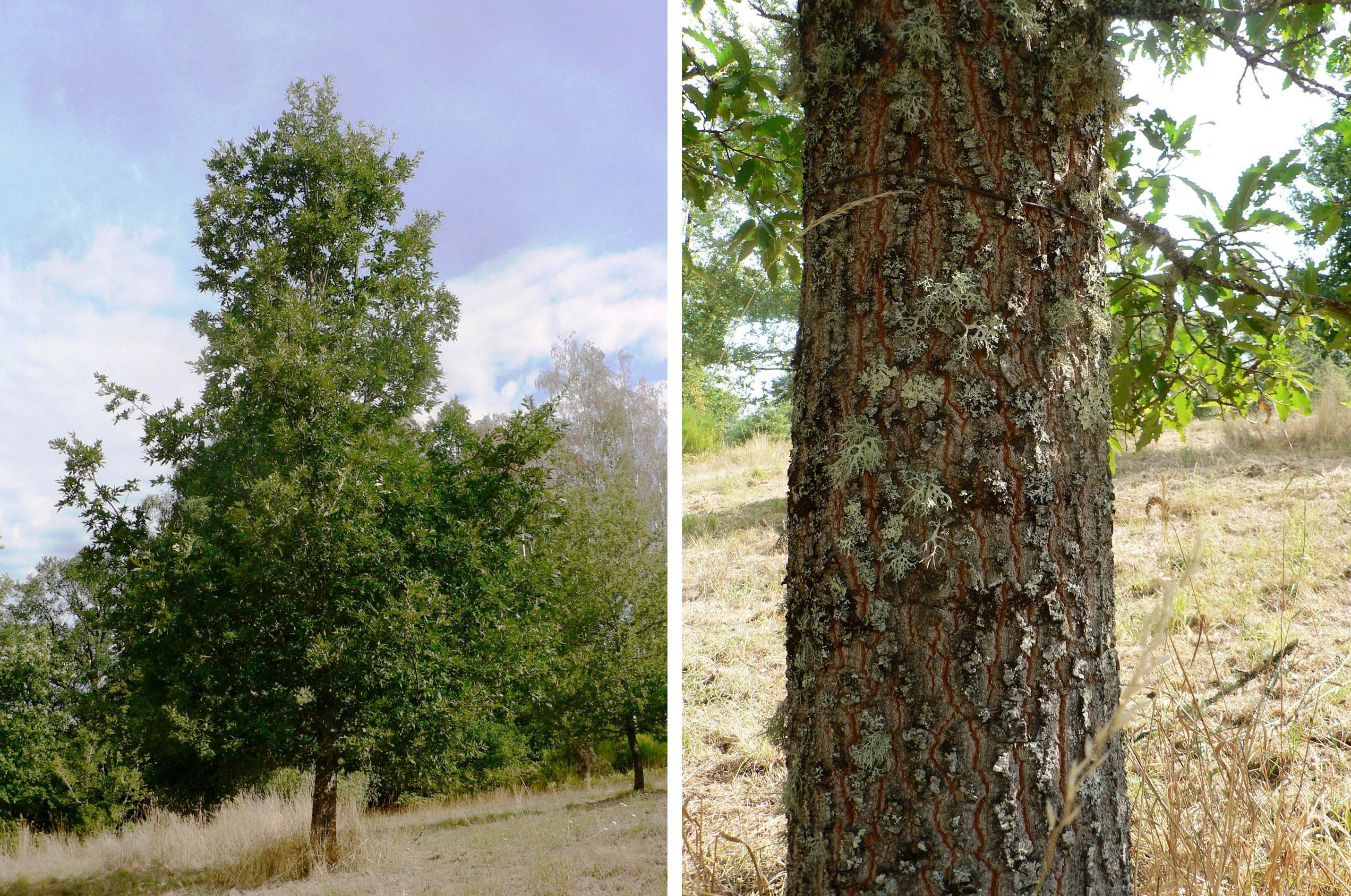 Quercus afares at Arboretum des Pouyouleix